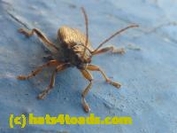 /home//u458753944/public_html/sourcegallery///////////////Insects and small critters/beetles (Coleoptera)/P1070829.JPG